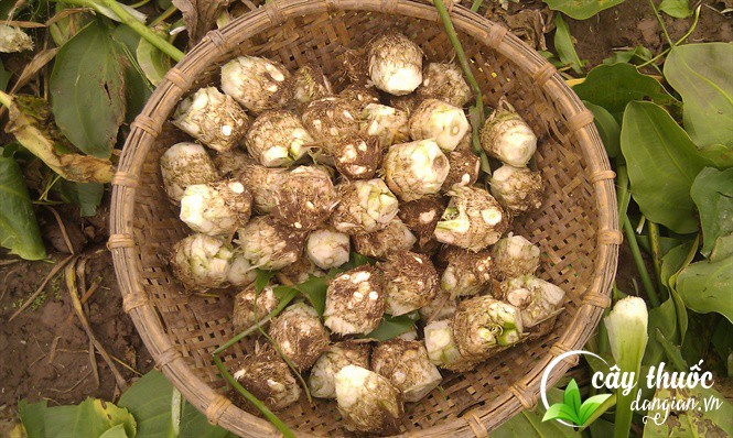 Củ trạch tả tươi